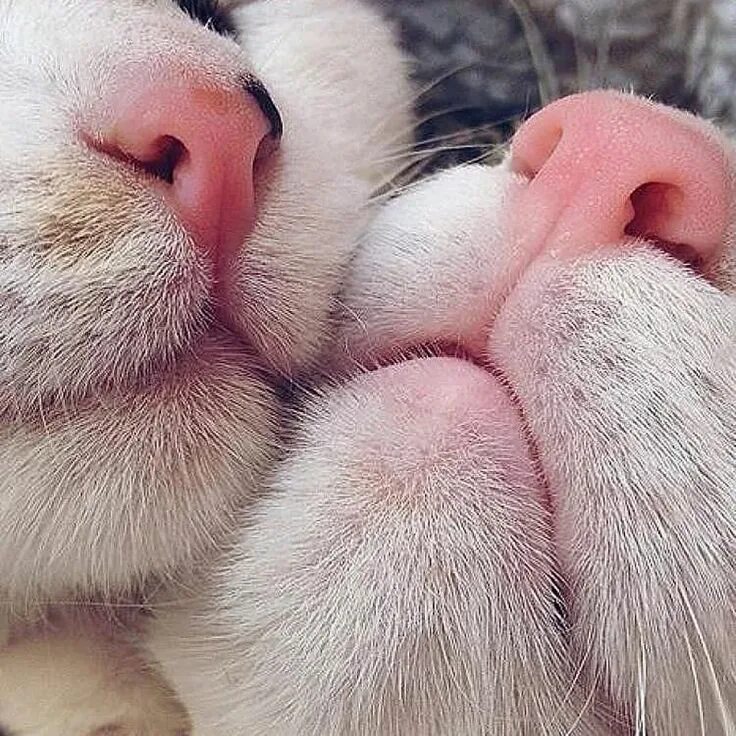 Cat's mouth & beard Kitten wallpaper, Sleeping kitten, Kittens cutest
