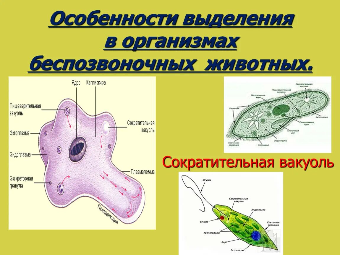 Пищеварительная вакуоль рисунок. Эволюция выделительной системы у животных. Выделение у беспозвоночных. Органы выделения беспозвоночных. Строение выделительной системы животных.