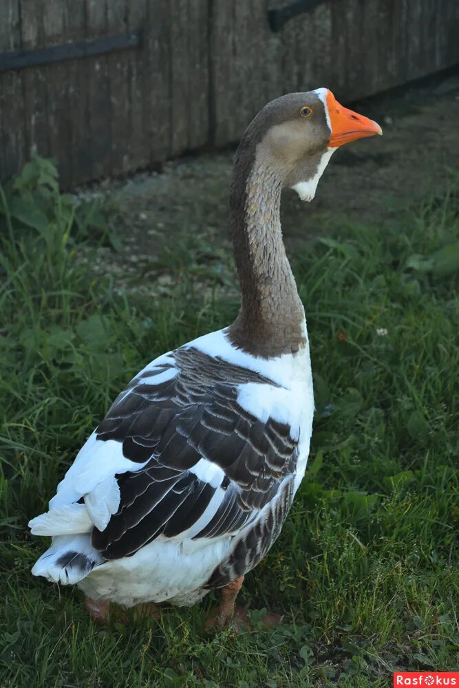 гусь известно птица важная и рассудительная. гуси перелетные птицы. звезда и гусь. простые деревенские гуси. знаменитый гусь.