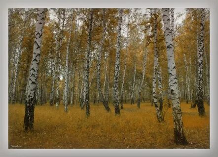 Незримо по лесам поет и бродит осень