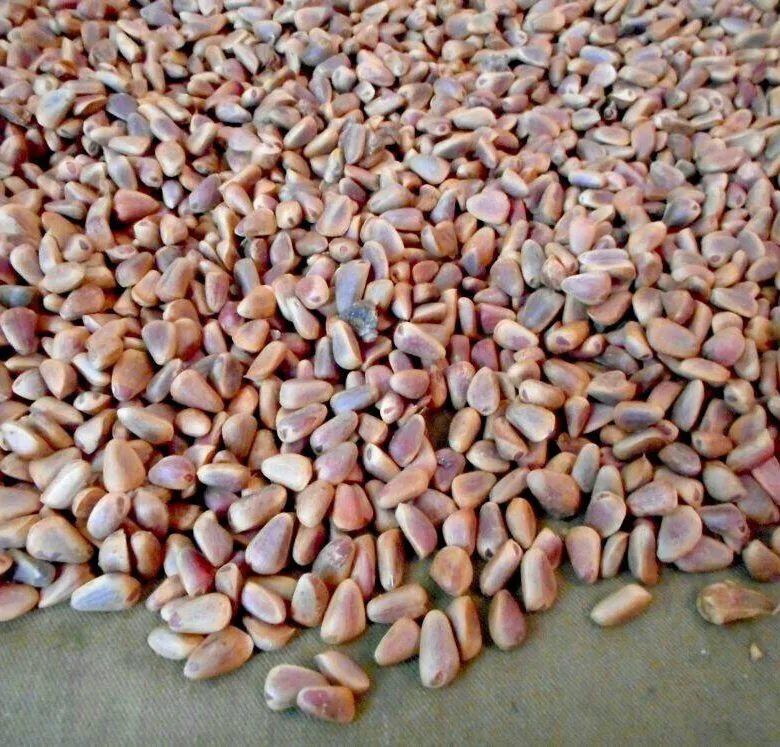 кедровые семена. кедр корейский семена. семена хабаровск. кедр дальневосточный орех. семена хабаровск.