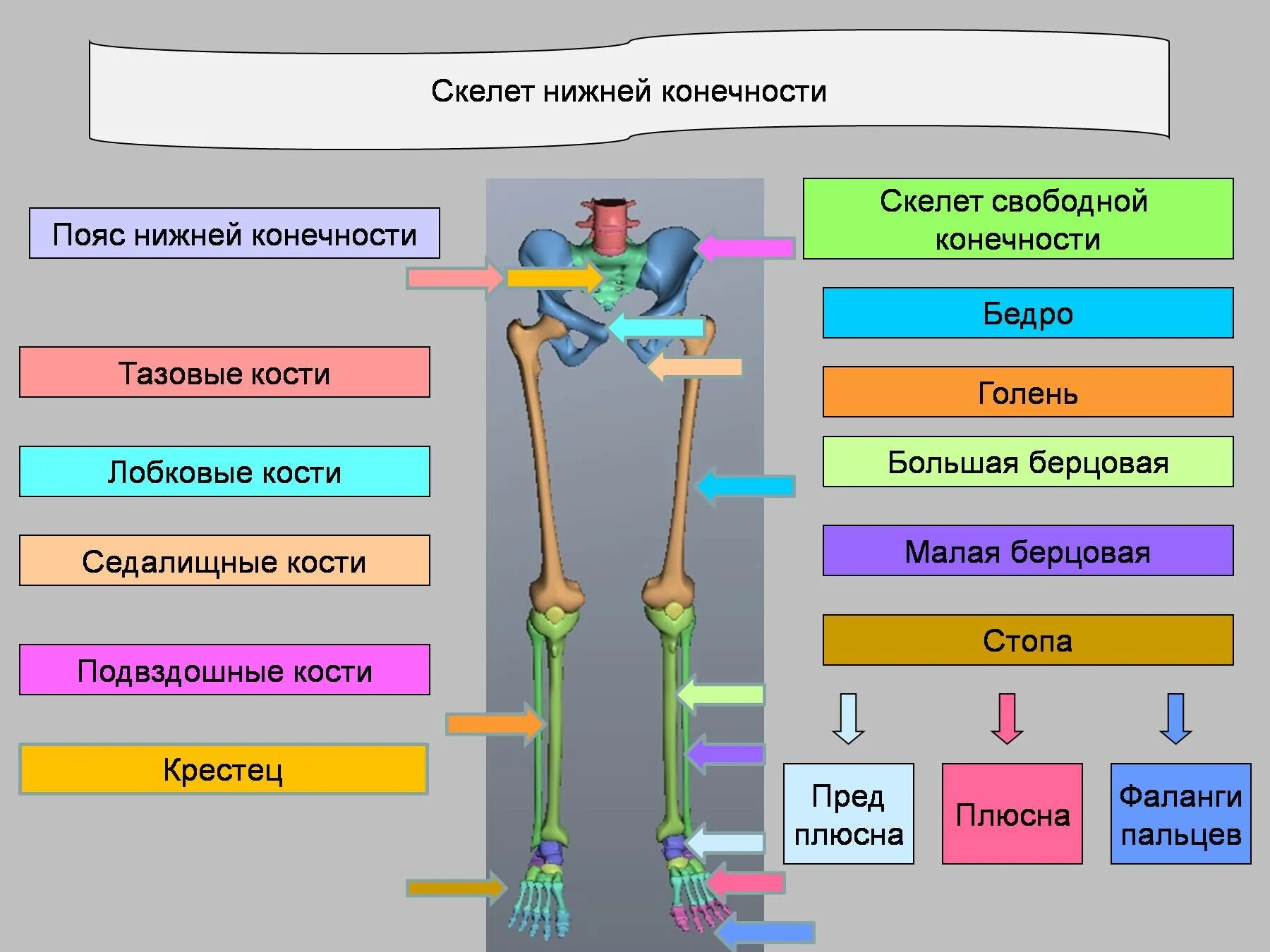Свободный пояс. Строение скелета поясов конечностей и свободных конечностей. скелет пояса нижних конечностей. скелет свободной нижней конечности. пояс нижних конечностей схема.