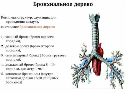 Трахея является органом дыхания