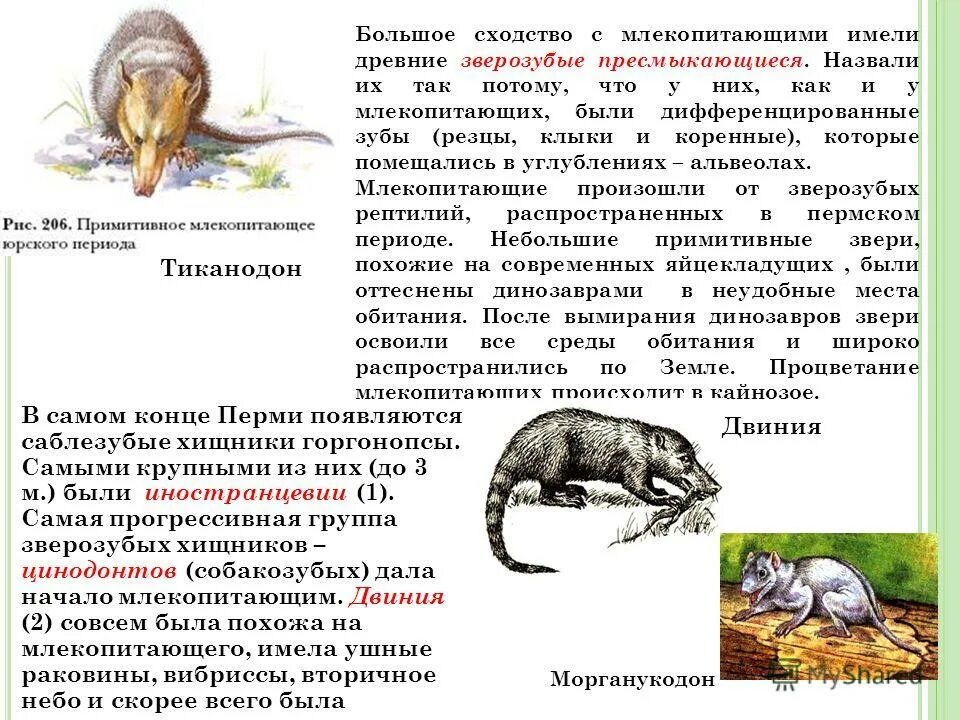 Основные группы млекопитающих. Экологические группы млекопитающих. Экологические группы млекопитающих наземные. Млекопитающие презентация. Экологичные группы млекопитающих.