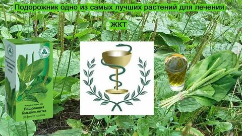 Как заваривать подорожник от кашля