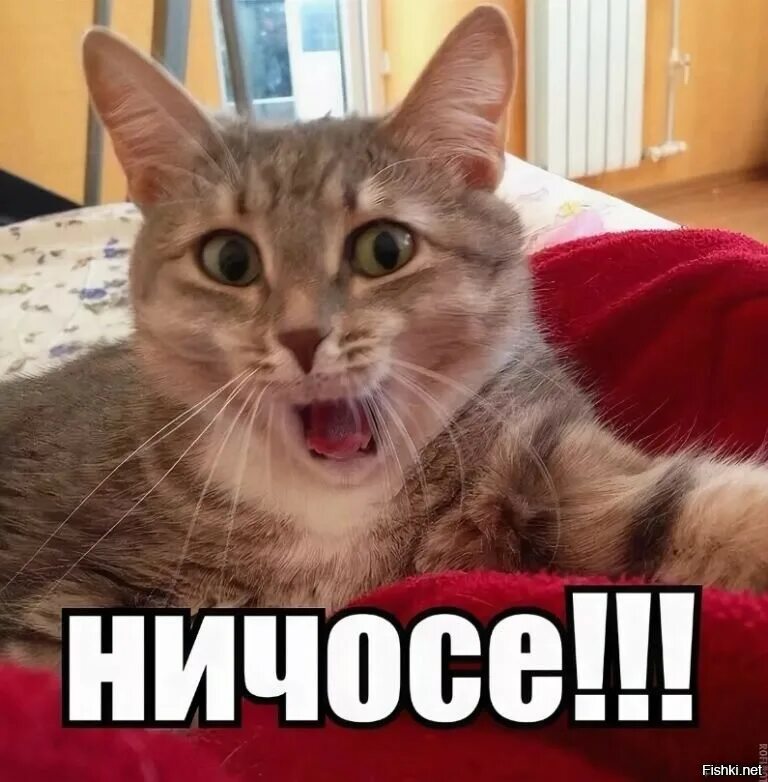 что тебя удивляет. слава мем. удивление надпись. ну давай удиви меня. крот мемы.