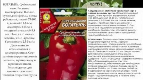 Сорт богатырь фото и описание