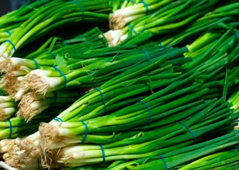 Scallion