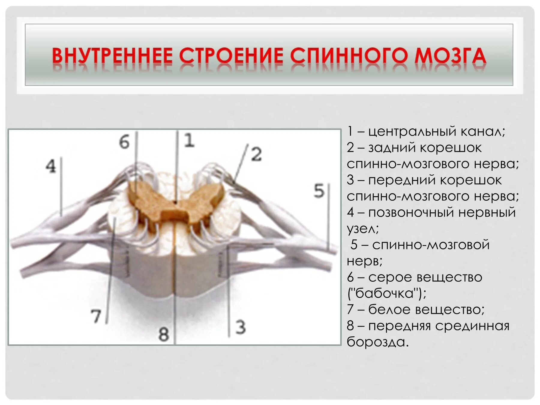 Спинной мозг у взрослого человека. Строение спинного мозга строение нерва. Строение спинного мозга 8 класс. Анатомия спинной мозг спинномозговой нерв. Строение спинного мозга биология 9 класс.