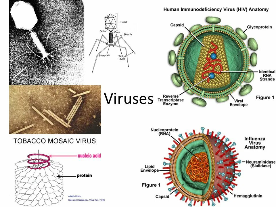 HIV-4 вирус. Плакат на тему вирусы. Карта по теме вирусы 5 класс нарисовать. A variety of viruses.