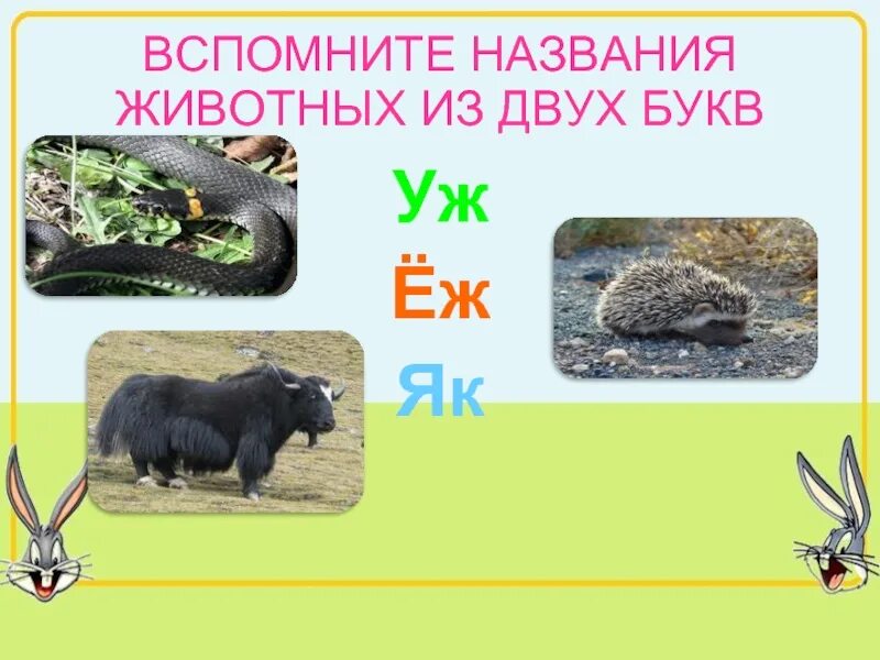 В названии лесного зверька две буквы. Животные на две буквы. Названия животных из букв. Названия животных из двух букв. Животные в названии которых 2 буквы.