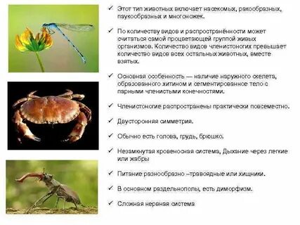 Сходство ракообразных паукообразных и насекомых состоит