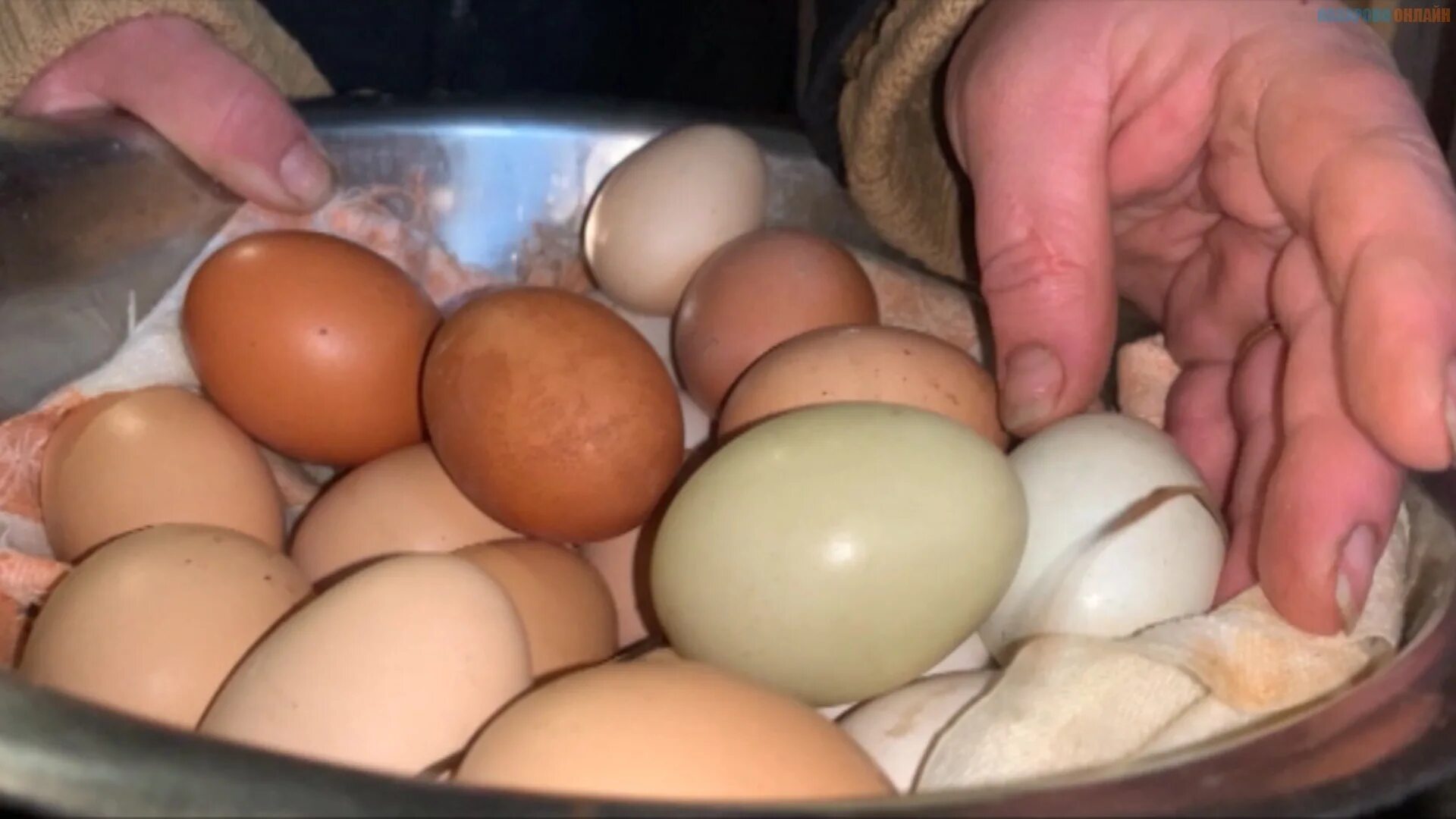 Куры несущие голубые яйца. Зеленые яйца. Курица несущая зеленые яйца. Куриные яйца зелёные и красные.