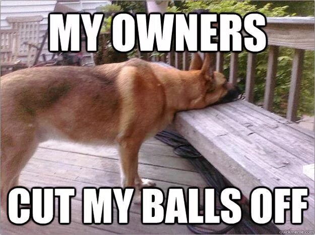 Cuts off balls. I&#039;ll cut off your balls. this not problem мем с собакой. my owner.