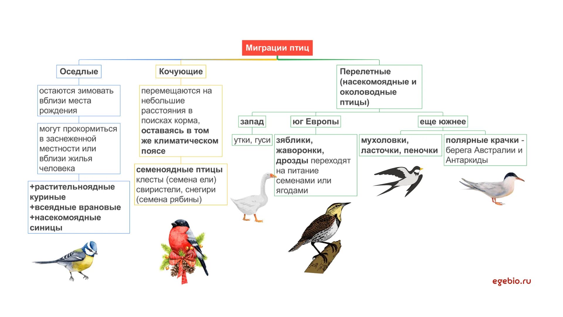 Приведите примеры птиц. Миграция птиц. Изучение миграции птиц. Разделительная миграция птиц. Причины миграции птиц.