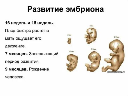 Маленькое развитие плода