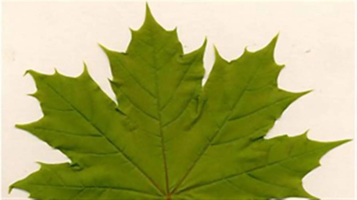 Листья клена 7. Клен и канадский клен листья. Канадский клен лист. Флуктуирующая асимметрия клена. Кленовый лист симметрия.