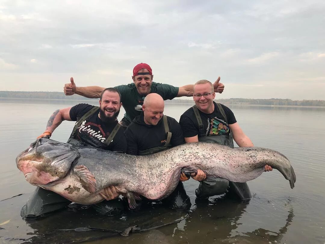 Огромная рыба. Самая большая рыба сом. Какую рыбу ловили рыбаки