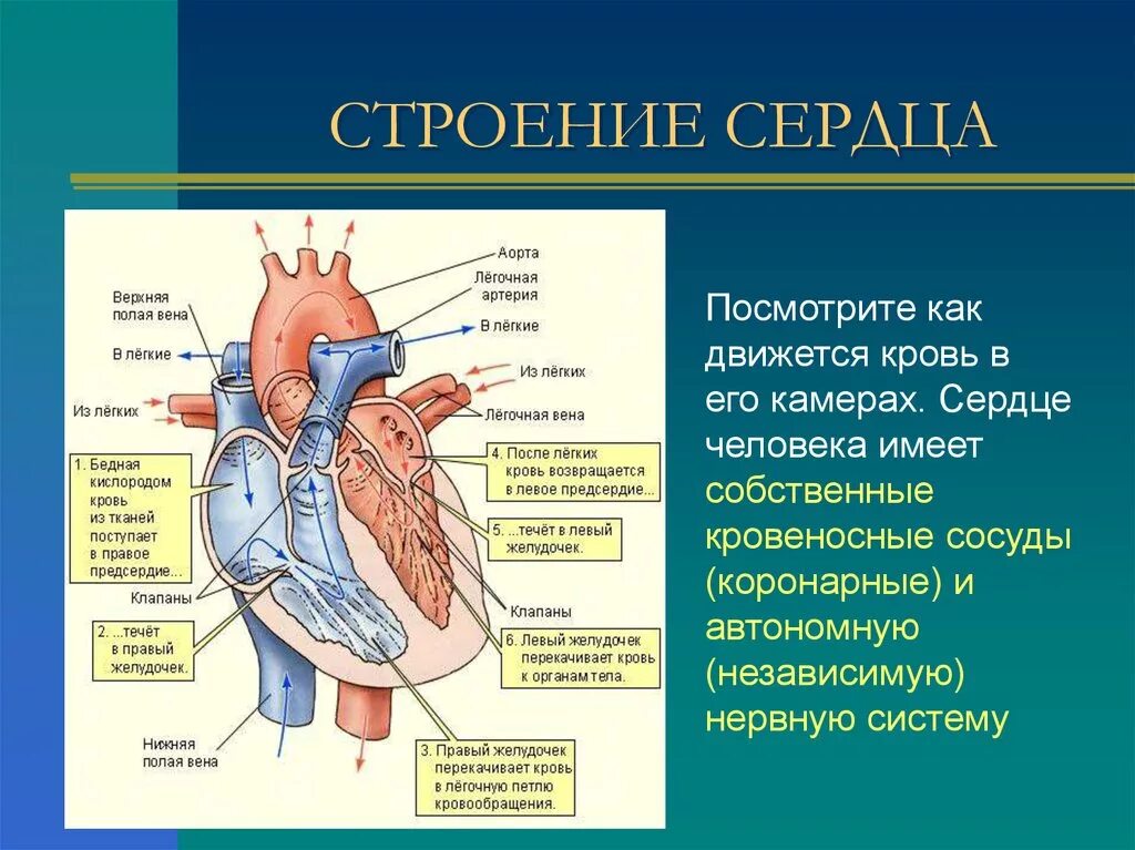 Строение сердца и функции схема. Строение сердца легочная Вена. Строение кровеносных сосудов строение сердца. Сердце анатомия легочная Вена.