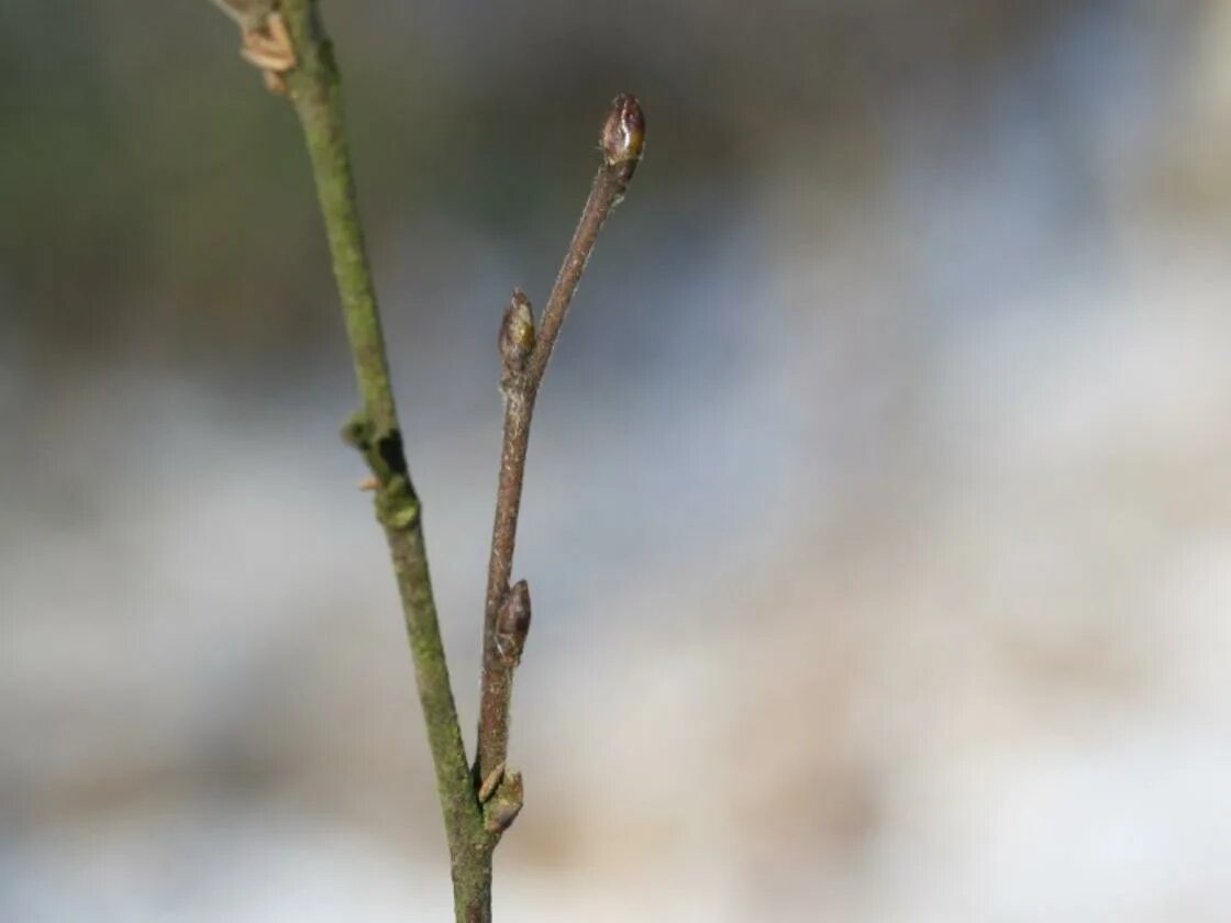 Береза повислая почки. Betula pubescens. Береза пушистая почки. Betula pendula почки.