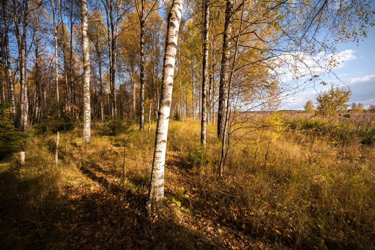 Природа средней полосы России. Лес средней полосы. Пейзажи средней полосы России. Красота природы средней полосы России.