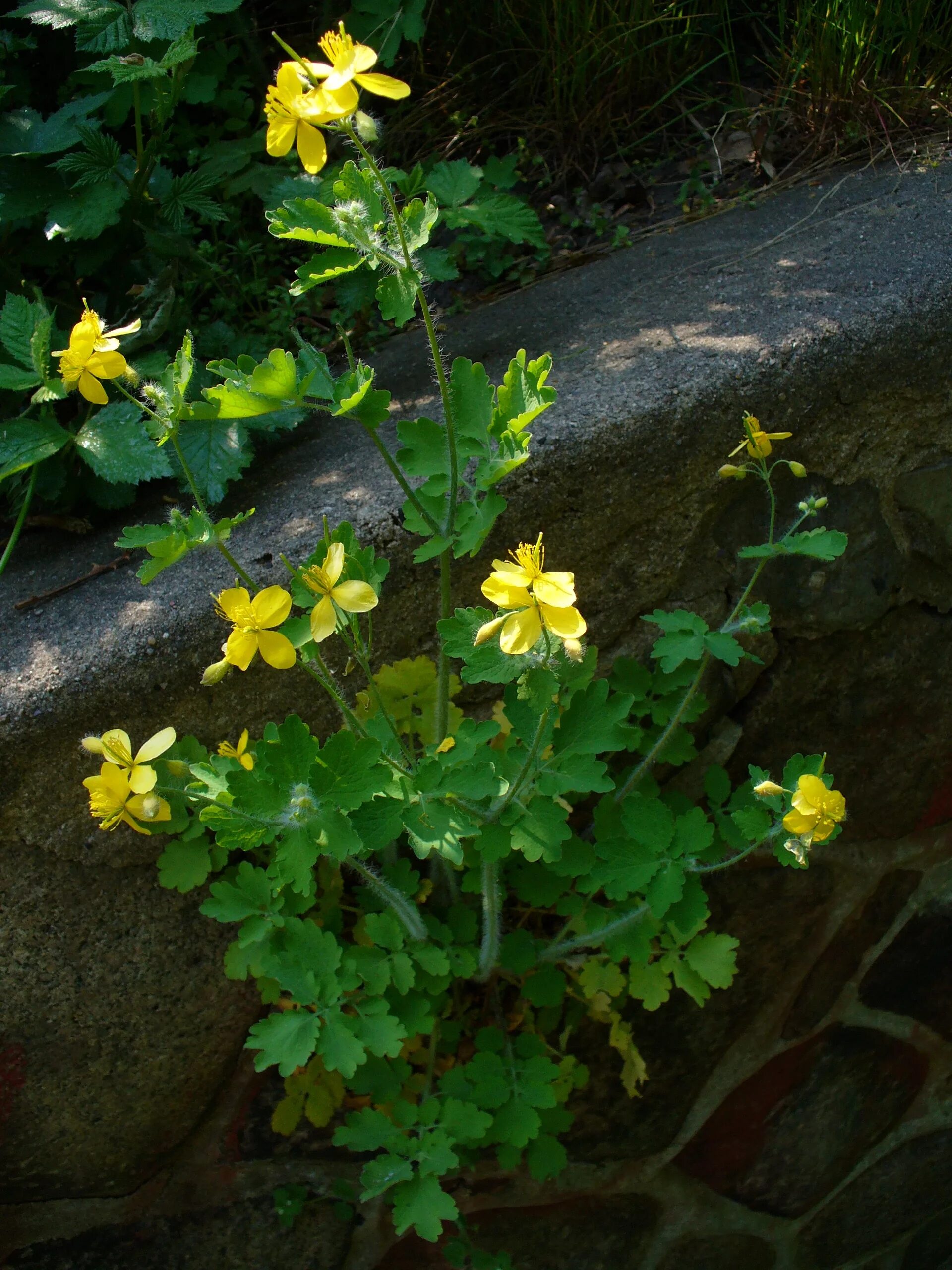 Chelidonium majus. Чистотел Chelidonium majus. Chelidonium. Хелидониум (чистотел).. Чистотел желтый.