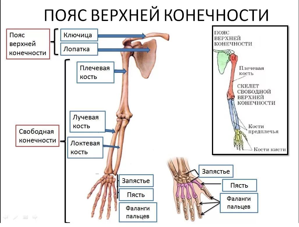 Верхние конечности туловища. Кости скелета верхней конечности таблица. Скелет верхних конечностей человека анатомия таблица. Строение скелета поясов верхних и нижних конечностей. Скелет пояса и свободной верхней конечности.
