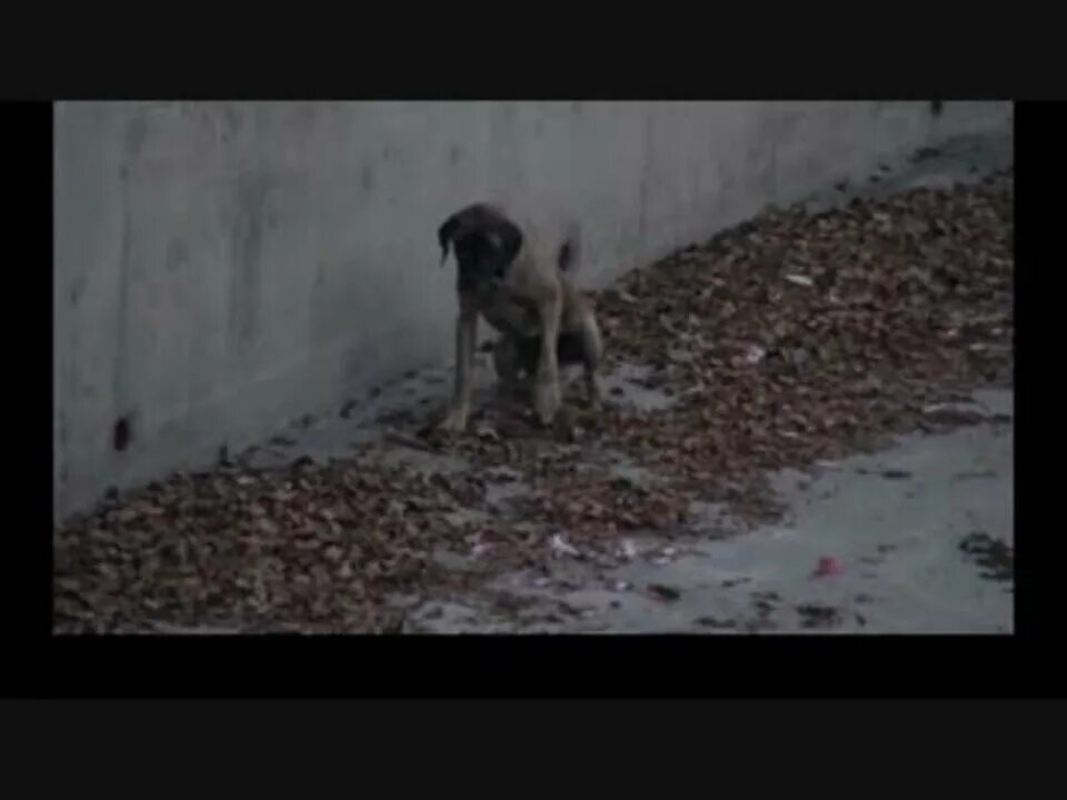 Почему вылезает собака. Почему собаки лезут в грязь. 3d картинки с собака лезут из стены. Lost Dog ads.