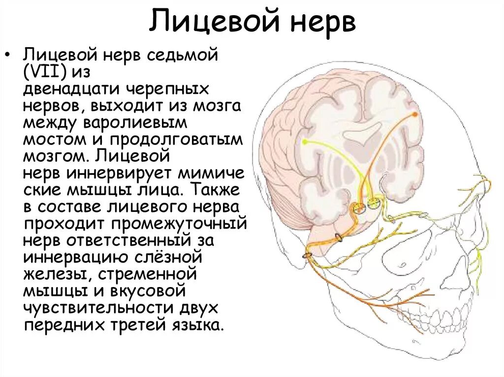 Лицевой нерв место выхода из черепа и мозга. Лицевой нерв анатомия мозг. Место выхода лицевого нерва из черепа. Нервы лицевого черепа