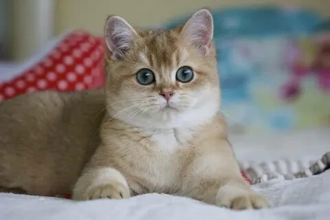 Золотая шиншилла характер