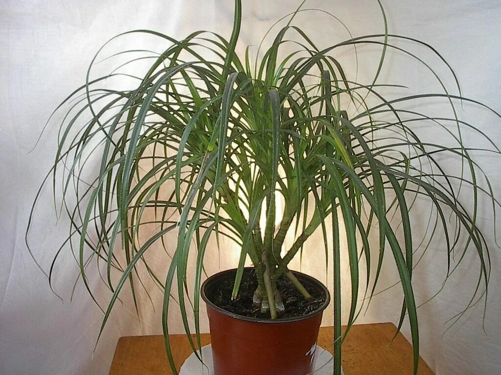 Название комнатного растения с длинными листьями. Хлорофитум панданус. Растение панданус. Пальма панданус. Панданус луковичный.