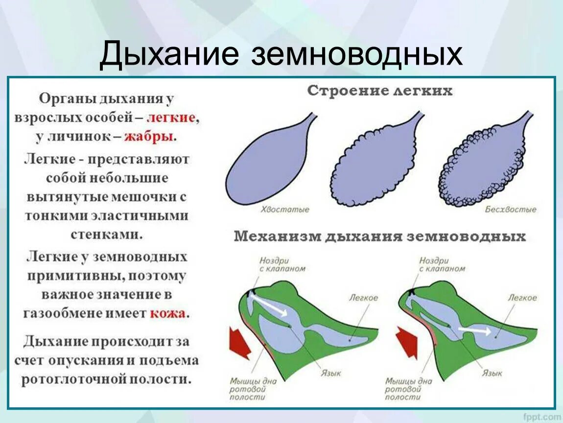 Укажите особенности органов дыхания земноводных