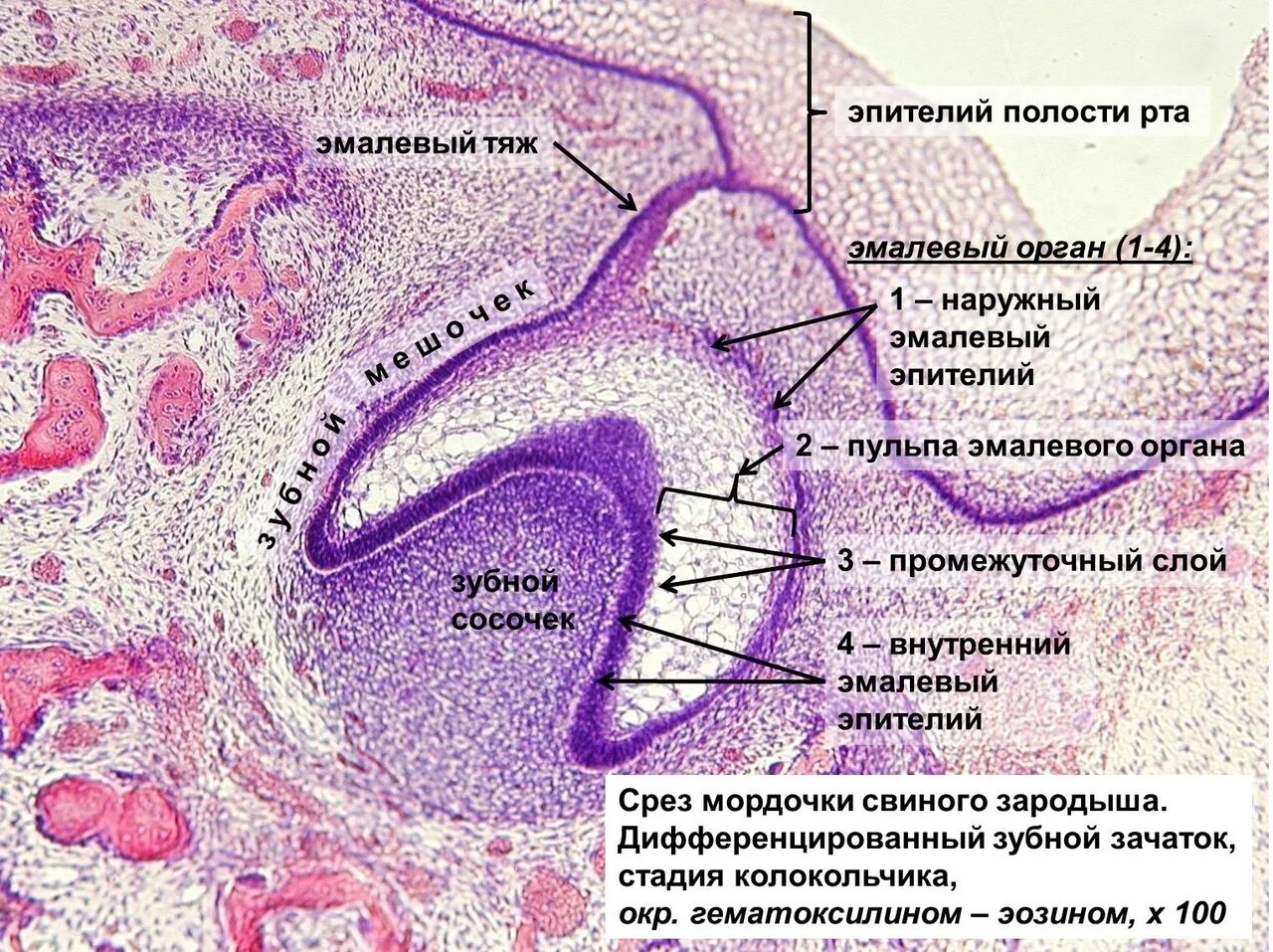 Образование дентина и эмали гистология препарат. Развитие зуба эмалевый орган гистология. Ранняя стадия развития зуба гистология. Ранняя стадия развития зуба гистология препарат. Клетки слизистой полости рта