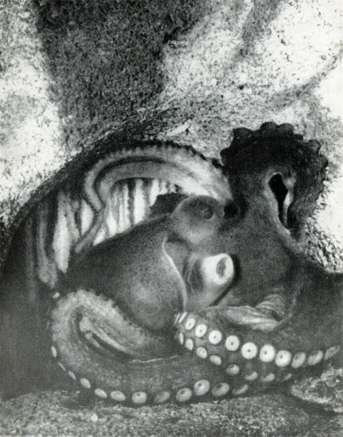 приматы моря. акимушкин занимательная биология вопросы. детские книи про осминогов. обезьяна плавает. акимушкин приматы моря.