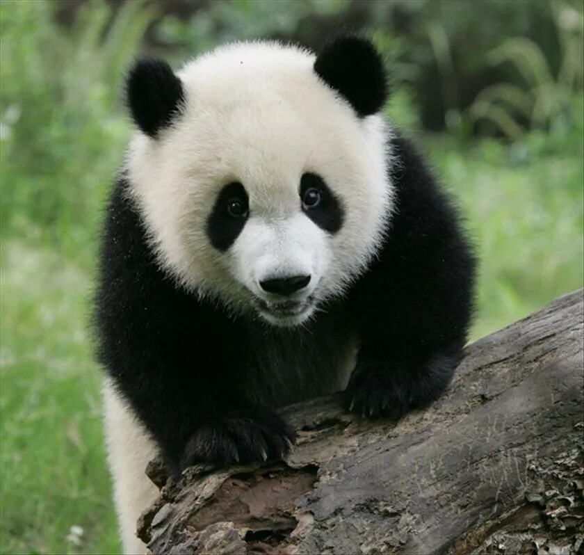 Pandas top