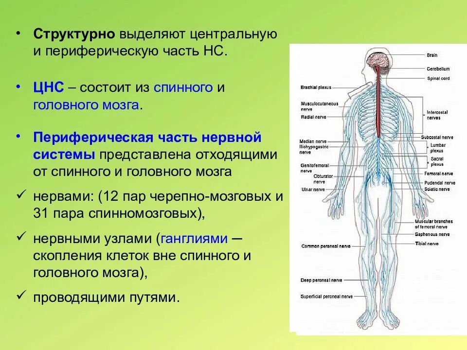 Строение нервной системы ЦНС И ПНС. Анатомо-физиологические характеристики центральной нервной системы. Нервная система ЦНС И ПНС схема. Периферическая часть нервной системы состоит из. Функции центрального отдела нервной системы