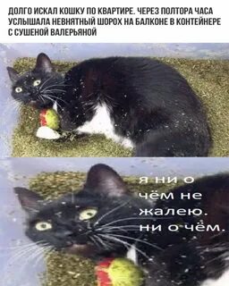 Кошка ни есть ни пьет