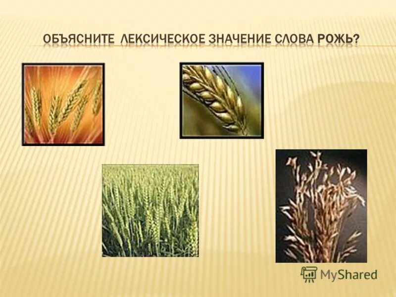 пшеница доклад. загадки о ржи. сообщение про рожь. предложение на тему рожь. рассказ о пшенице.