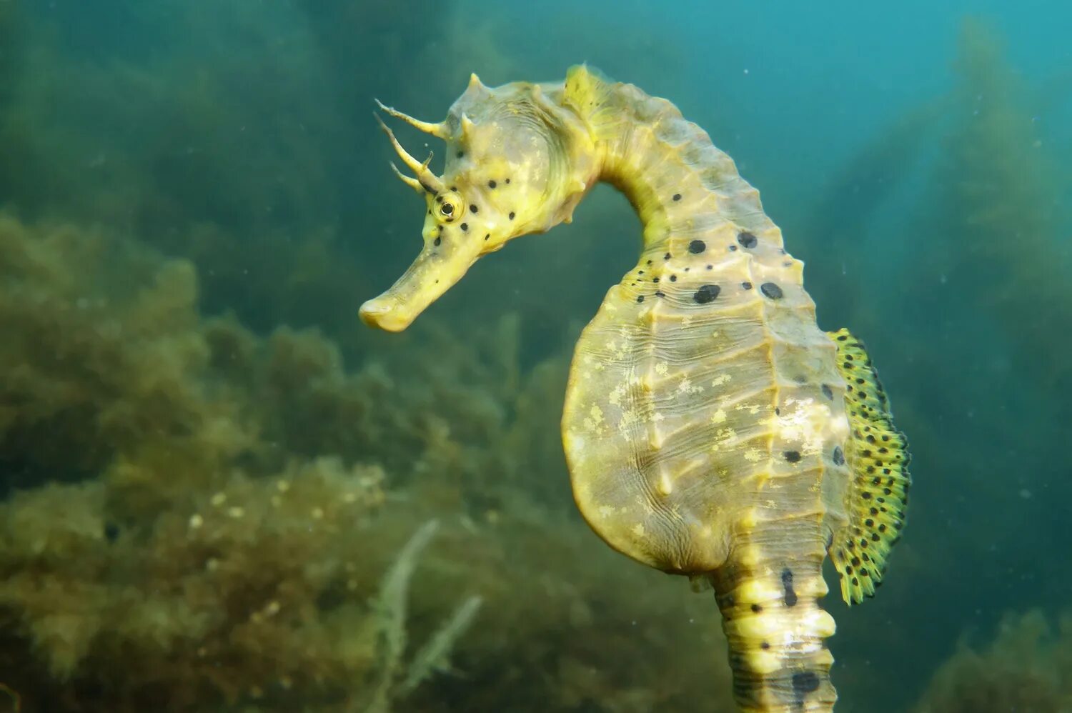 Морской конек живой. Морской конек (Hippocampus Hippocampus). Длиннорылый морской конёк. Большебрюхий морской конек. Большебрюхий морской коне.