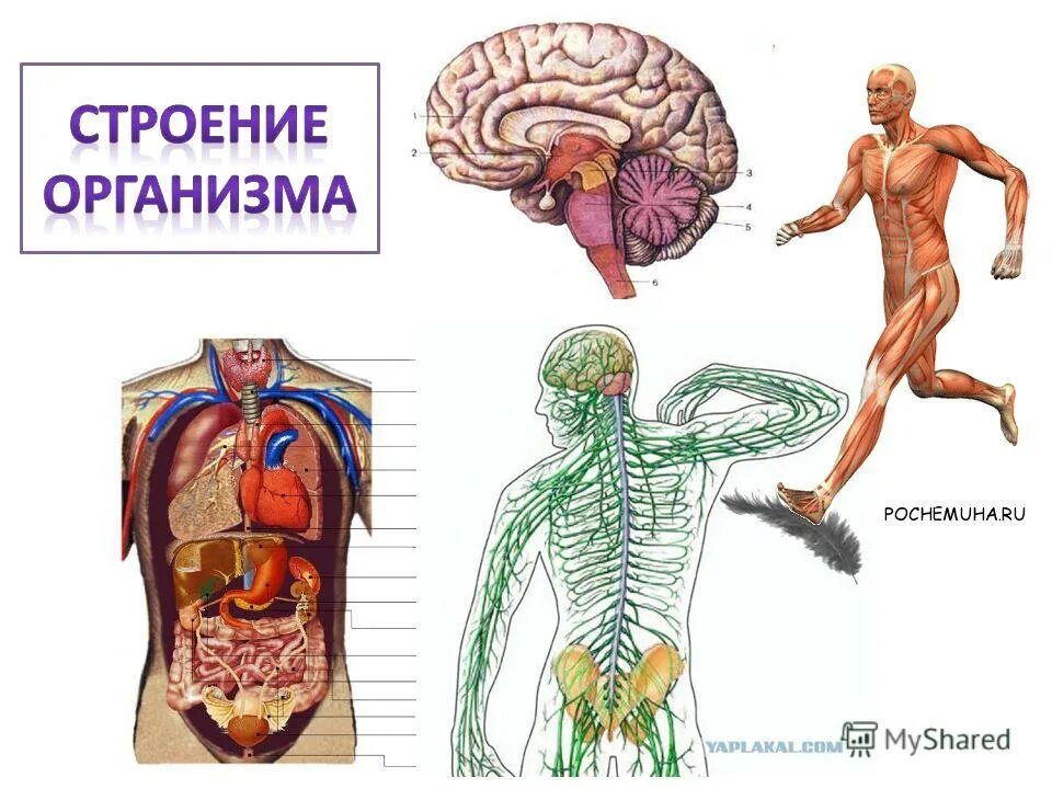 Знать строение человека