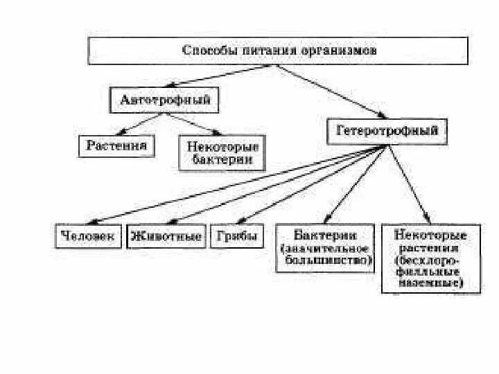 Классификация организмов по типу питания схема. Схема способы питания живых организмов. Составьте схему классификация организмов по типу питания.. Схема способ питания автотрофный гетеротрофный.