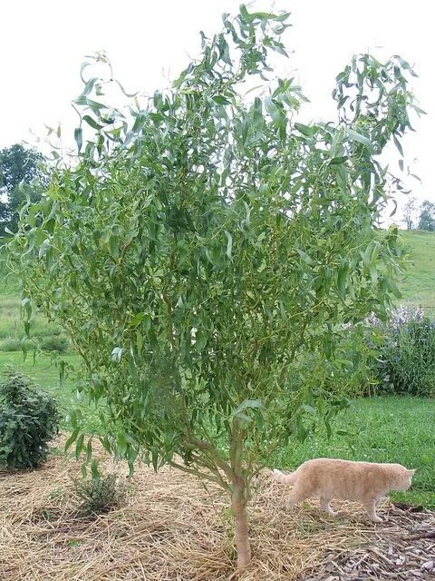 Ива кудрявая фото. Ива Извилистая Матсудана (Salix matsudana). Ива японская Матсудана. Ива Козья Извилистая. Ива Erythroflexuosa.