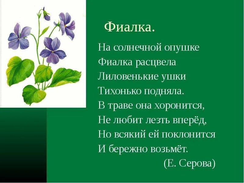 Украинская песня фиалки. На солнечной опушке фиалка расцвела Лиловенькие ушки тихонько. Стих на солнечной опушке фиалка расцвела. Фиалка расцвела. На солнечной опушке фиалка.