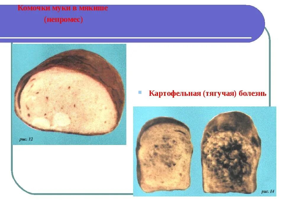 Картофельная болезнь хлеба. Картофельная (тягучая) болезнь. Тягучая болезнь хлеба. Тягучая картофельная болезнь хлеба. Картофельная болезнь хлеба признаки