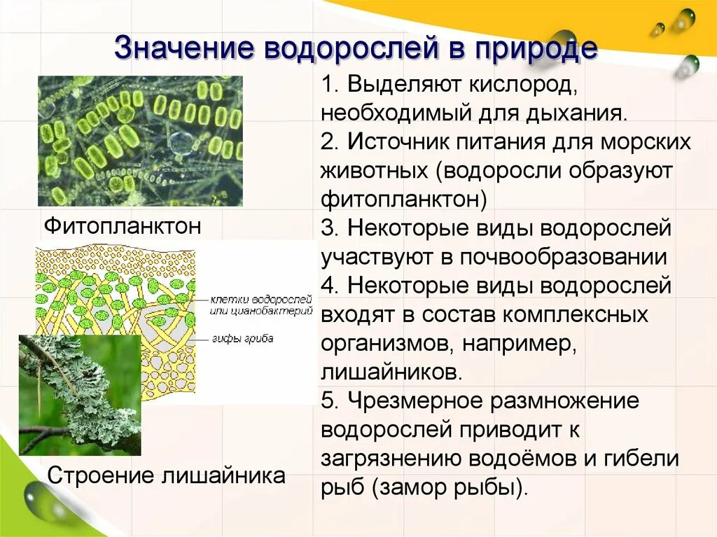 Водоросли и их значение. Значение водорослей в природе. Водоросли их разнообразие. Многообразие водорослей и их значение в природе.