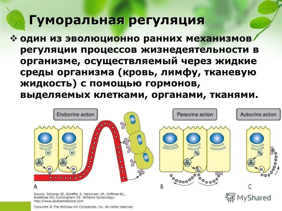 Как осуществляется нейрогуморальная регуляция организма. Регуляция процессов жизнедеятельности организмов. Гуморальная регуляция процессов жизнедеятельности организма. Процессы нейрогуморальной регуляции. Нервная и гуморальная регуляция процессов жизнедеятельности.