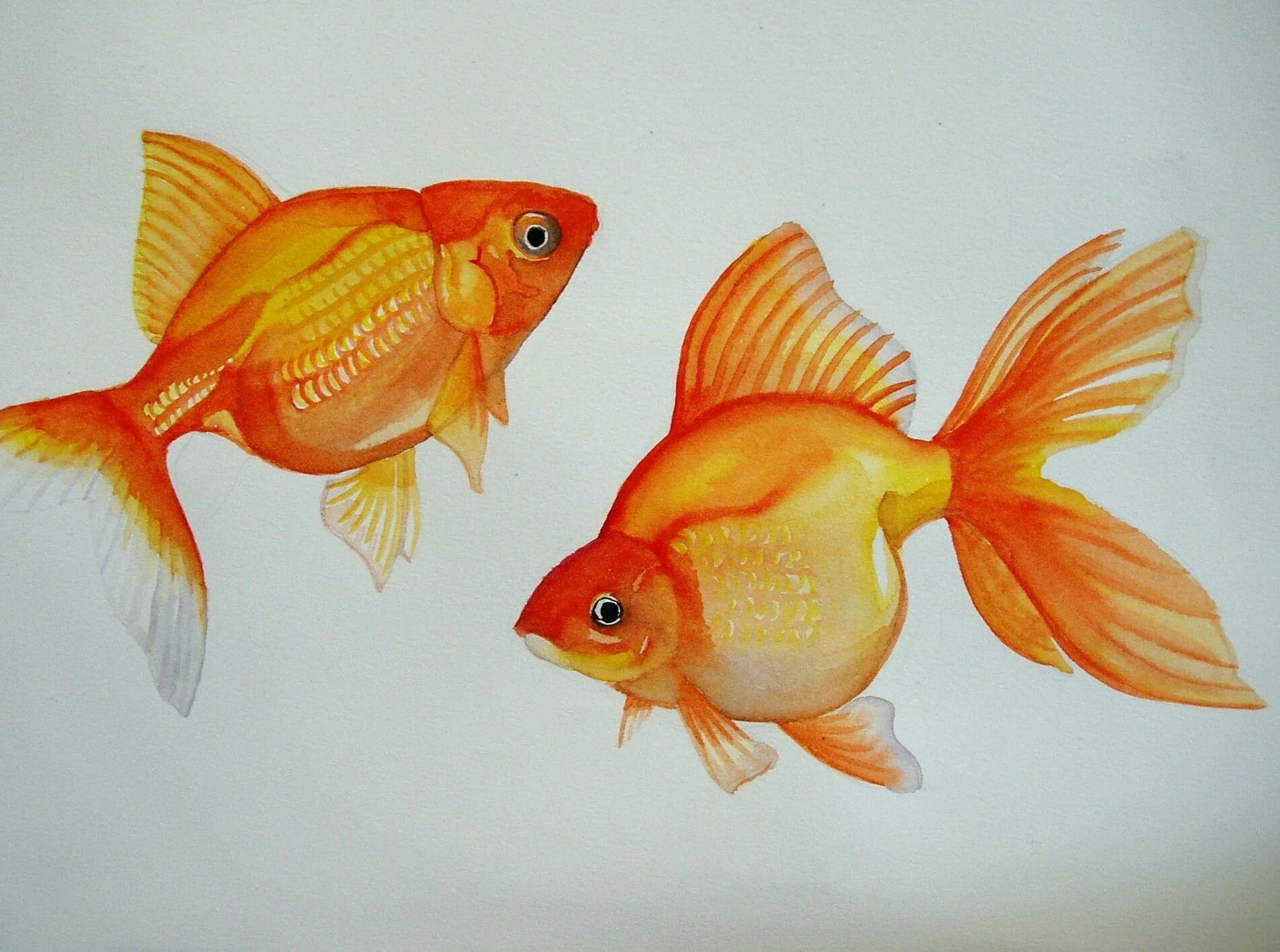 Щедрин золотые рыбки. Две золотые рыбки. Пляска рыбок. Изображение золотой рыбки.