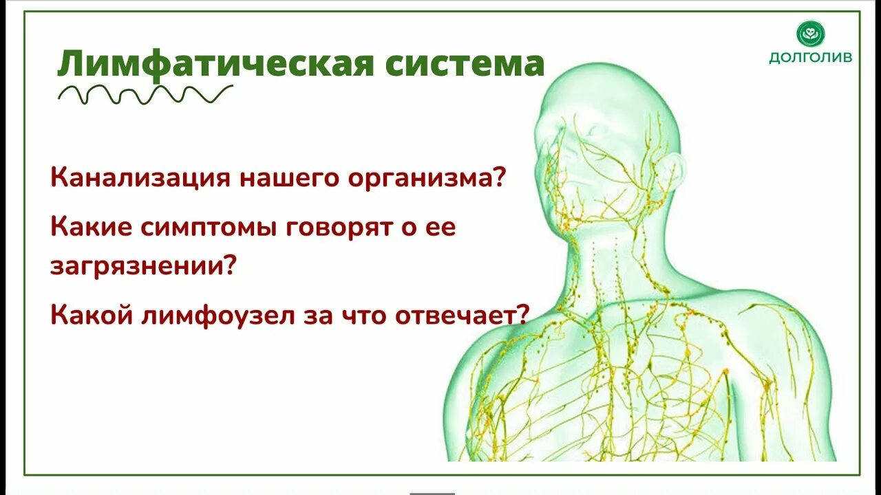 Лимфатический узел какой врач. Лимфатическая система лица. Лимфатическая система мозга. Исследование лимфатической системы. Околоушные лимфатические узлы.