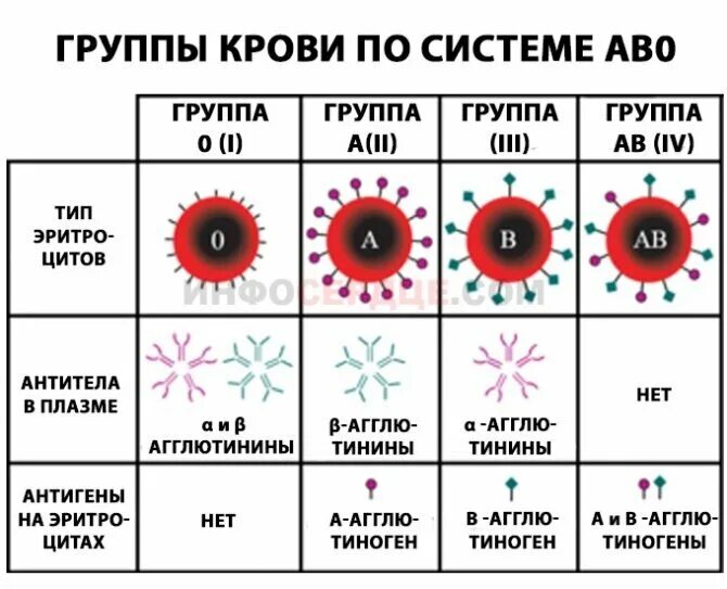 Груп ли. Может ли измениться группа крови и резус-фактор в течении жизни. Группы крови 2 + 4 группа. Может ли поменяться группа крови у человека. Группа крови фактор.