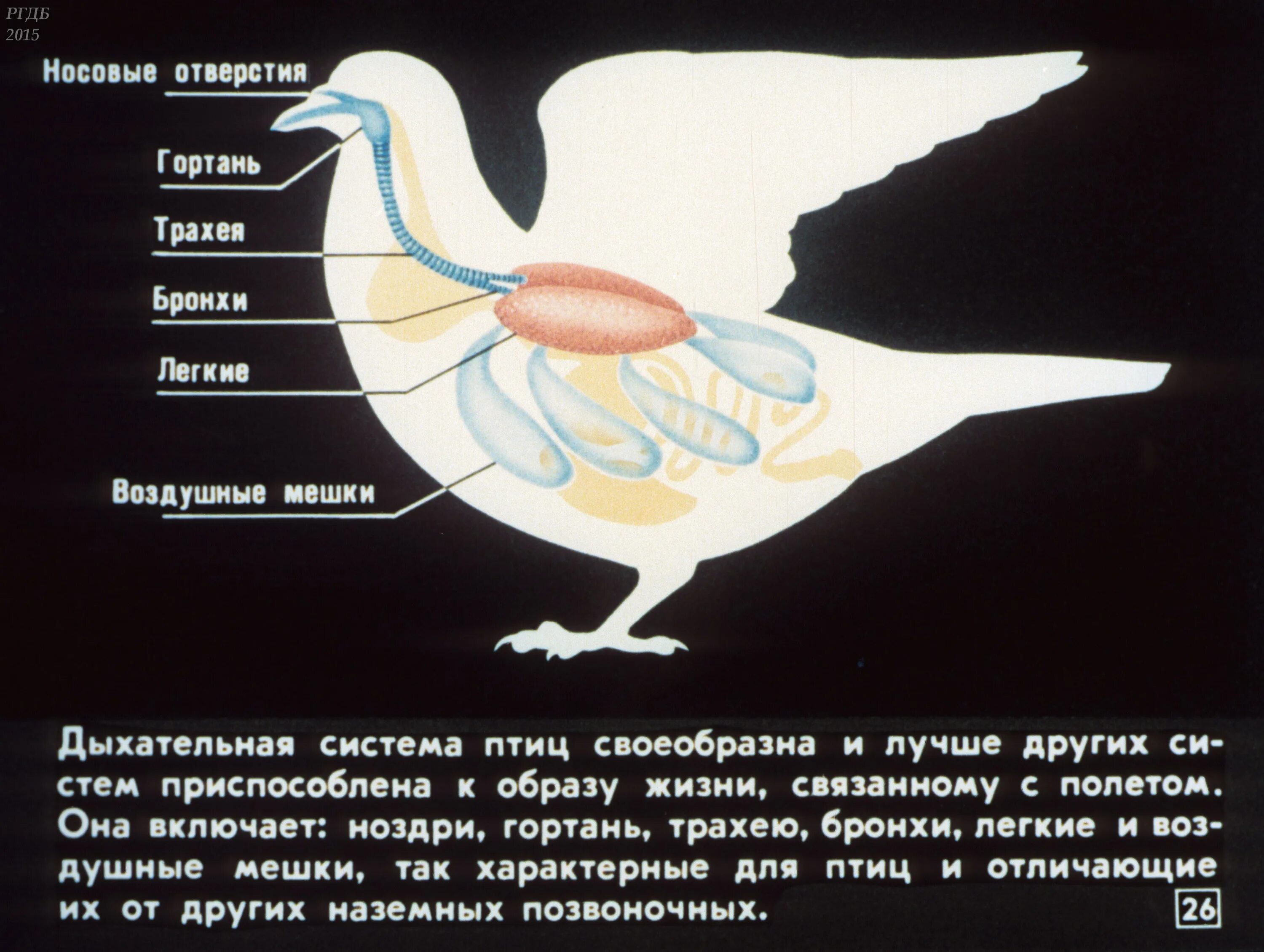 Дыхание птиц воздушные мешки. Дыхательная система птиц. Дыхательная система птиц 7 класс. Строение дыхательной системы птиц. Дыхат система птиц.